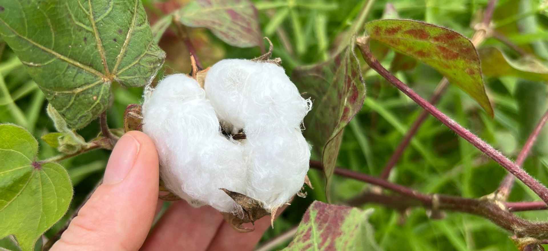 How Sustainable is our Cotton?